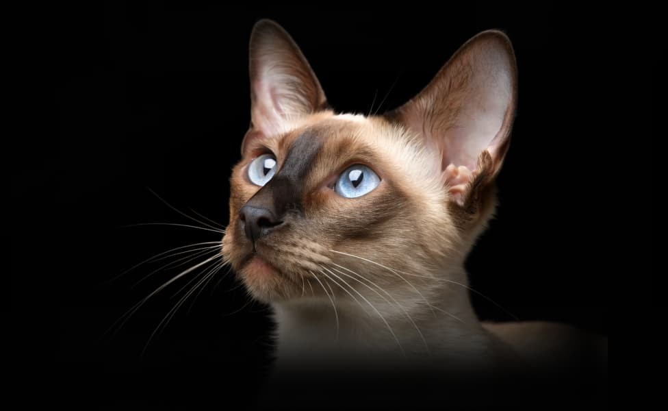 Балинезийская кошка