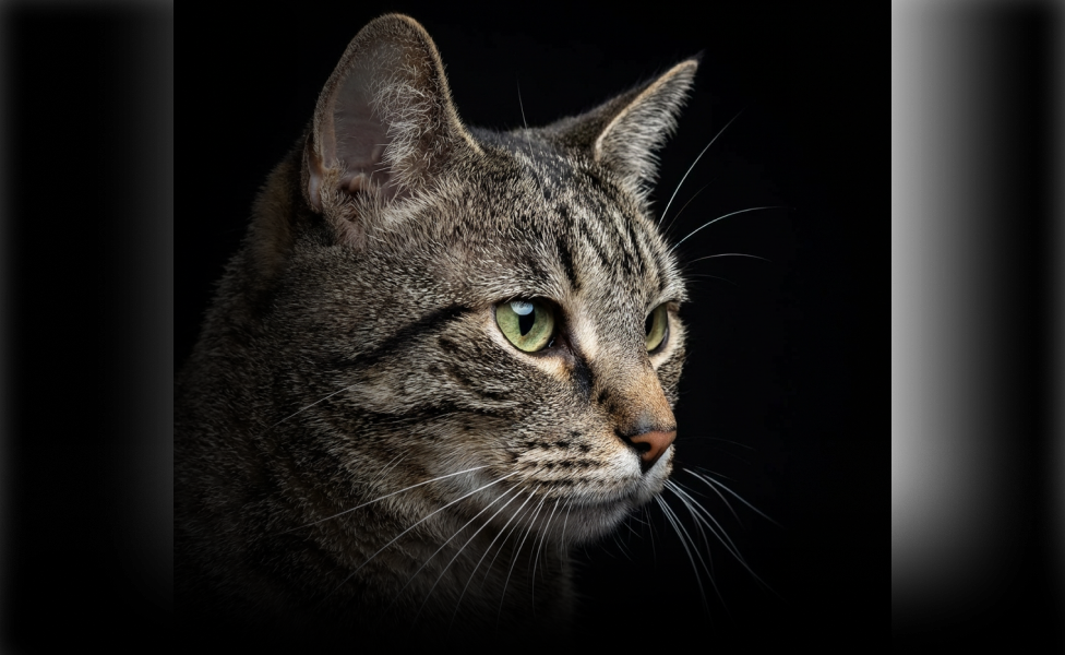 Азиатская табби