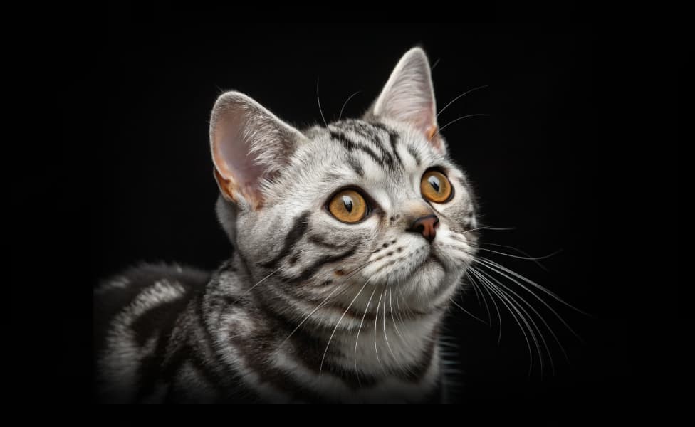 Американская короткошерстная кошка