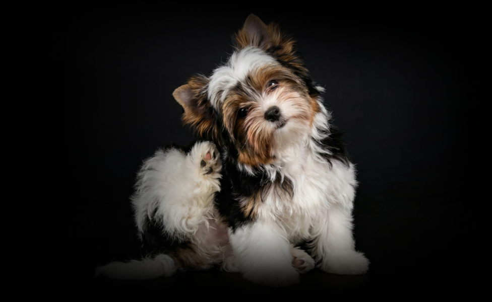 Нужно ли чистить уши собаке?